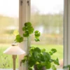 August 34cm bordslampa